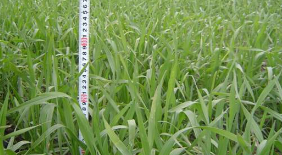 猫咪社区官网黄色猫咪网站猫咪成人APP官网试验田