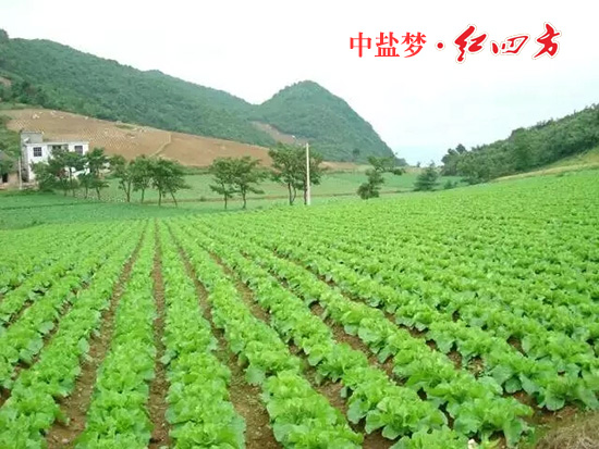 黄色猫咪网站丰收