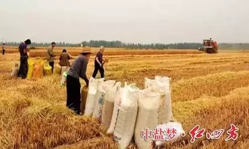 黄色猫咪网站丰收时