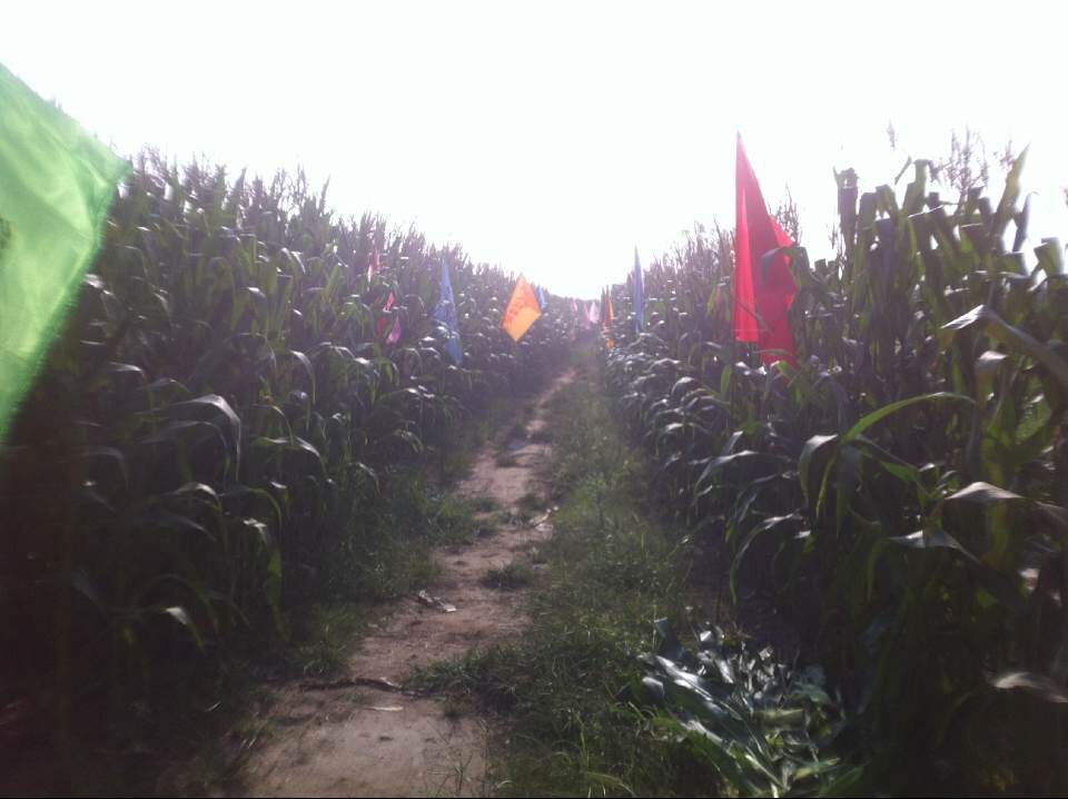 河南商丘红色近代年玉米观摩会现场 河南商丘红色近代年玉米观摩会现场