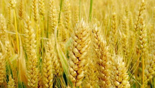 种黄色猫咪网站选择优质复合肥