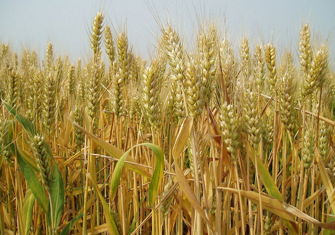 黄色猫咪网站丰收时刻