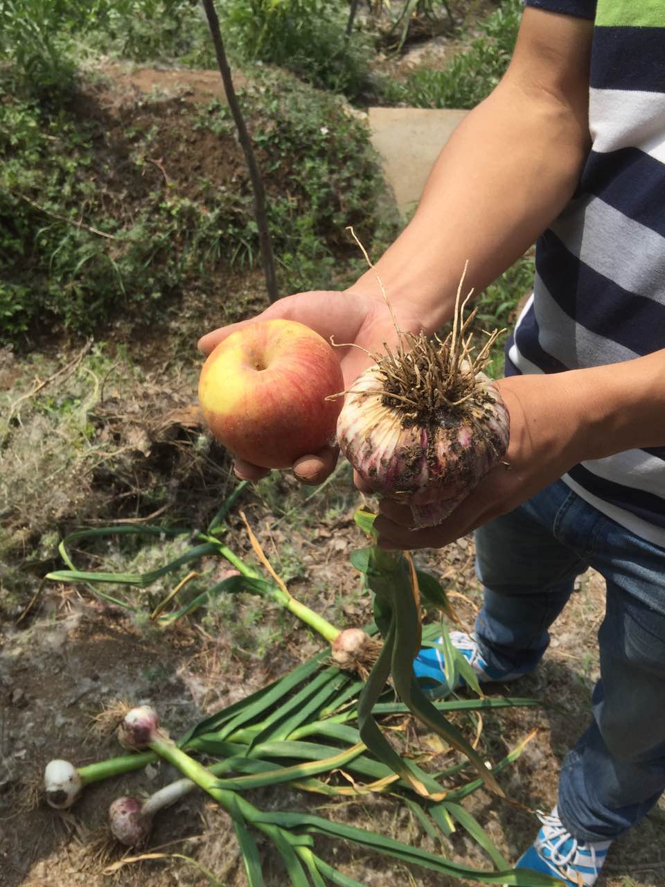 种植大蒜用什么肥好？猫咪社区官网硫酸钾复合肥效果明显