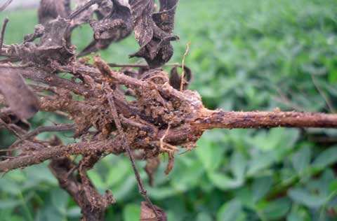 花生常见病虫害及防范措施！