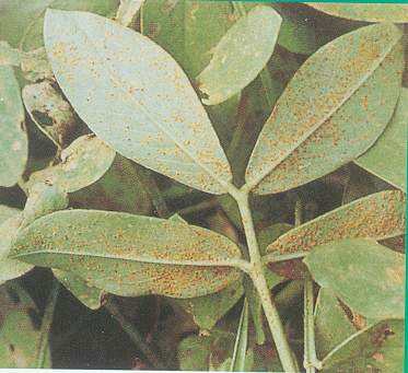 花生常见病虫害及防范措施！