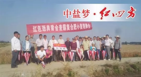 2017年5月28号，在无为爱民种业周财宝及汤沟镇网点经销商刘祖民的组织下，种植大户们相聚在无为县汤沟镇，在此见证猫咪社区官网肥料的长效高产壮苗的绝佳效果